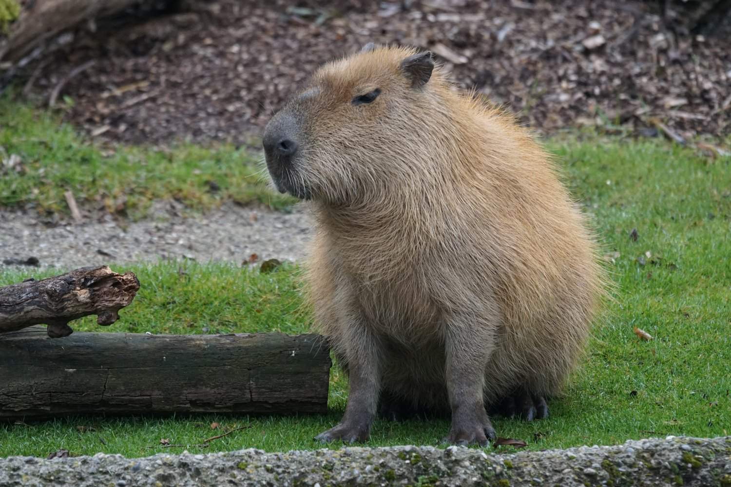pic of capybara